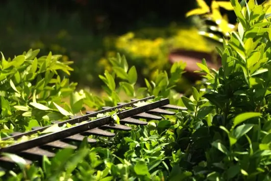 Taille de haie et arbustre à Royan 17200 Charente-Maritime
