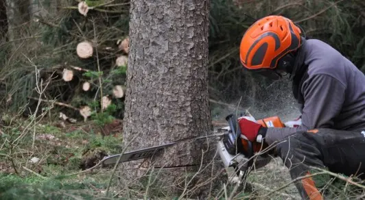 Abattage d'arbre à Royan 17200 Charente-Maritime